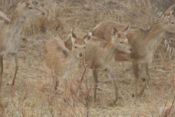 Фотография к новости: Популяцию бухарского оленя начали восстанавливать в Казахстане 