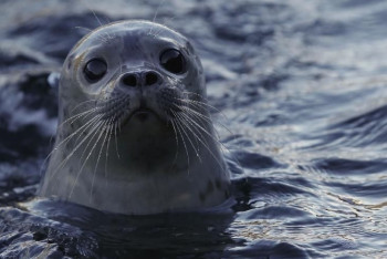 Фотография к новости: Школьники из Актау собирают деньги на чипирование каспийских тюленей