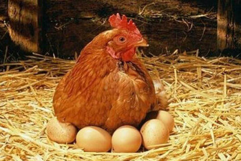 Фотография к новости: Малоимущим актюбинцам бесплатно раздают яйца