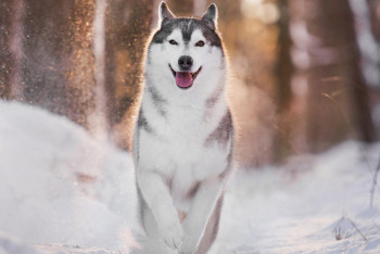 Фотография к новости: Прогноз погоды в Казахстане на 9 февраля