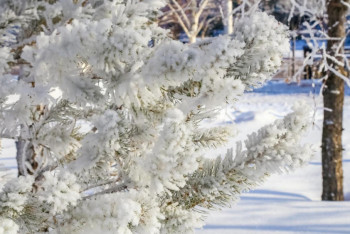 Фотография к новости: Очередная волна холода ожидается на следующей неделе в Казахстане