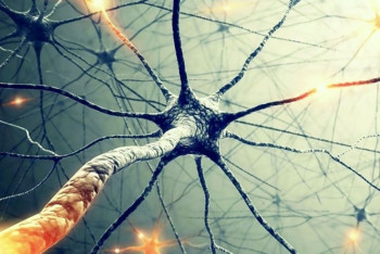 Фотография к новости: Сделано открытие, позволяющее вылечить болезни Паркинсона и Альцгеймера