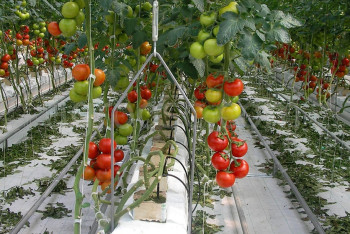 Высокотехнологичный тепличный комплекс построят в Туркестанской области 