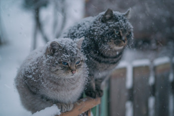 Фотография к новости: Синоптики рассказали о погоде в Казахстане 7 февраля