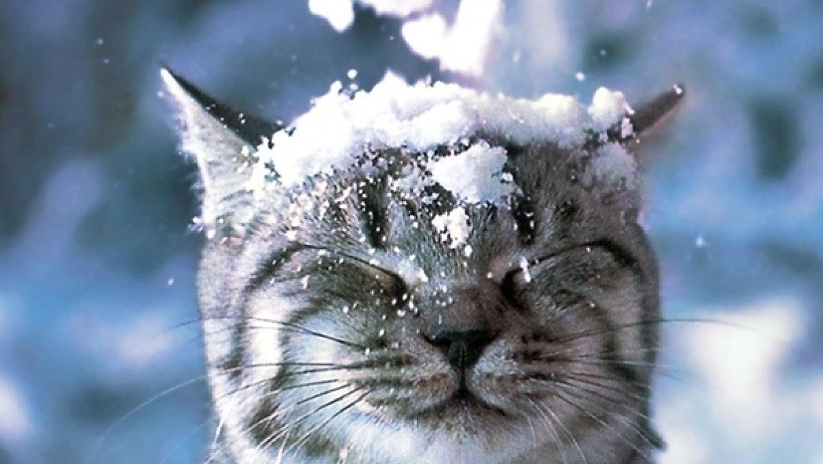 Корреспондент.net