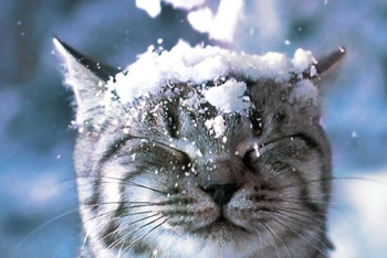 Фотография к новости: Синоптики рассказали о погоде в Казахстане 6 февраля