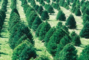 Вокруг Туркестана появится "зеленый пояс" 