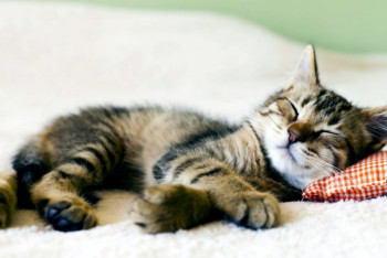 14 дней отдохнут казахстанцы в марте 