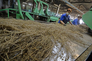 Фотография к новости: Казахстан вышел на первое место по производству льна на мировом рынке 