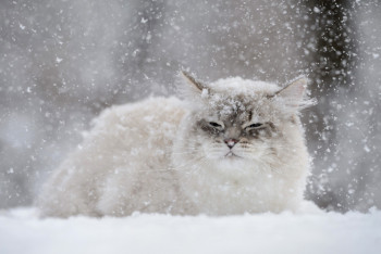 Фотография к новости: Каким будет февраль в Казахстане, рассказали синоптики