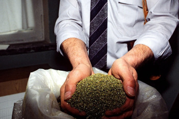 Фотография к новости: Полиция изъяла более 66 кг марихуаны у жителя Карагандинской области  