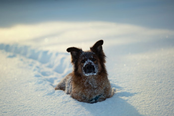 Фотография к новости: Синоптики рассказали о погоде в Казахстане 1 февраля