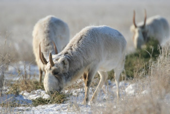 Половина дел в отношении браконьеров не доходит до суда – сенатор