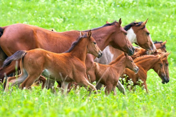 Фотография к новости: Обряды казахских коневодов вошли в список культурного наследия ЮНЕСКО