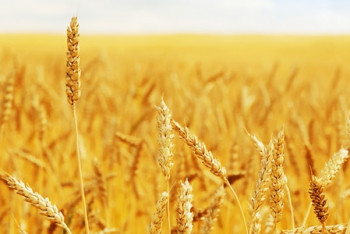 Фотография к новости: 9 млн тонн зерна и муки планирует экспортировать Минсельхоз РК в 2019 году