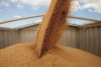 Фотография к новости: Экспорт зерна из Казахстана вырос почти на 50% в 2018 году