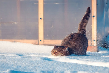 Фотография к новости: Потепление прогнозируют синоптики в Казахстане в ближайшие три дня 