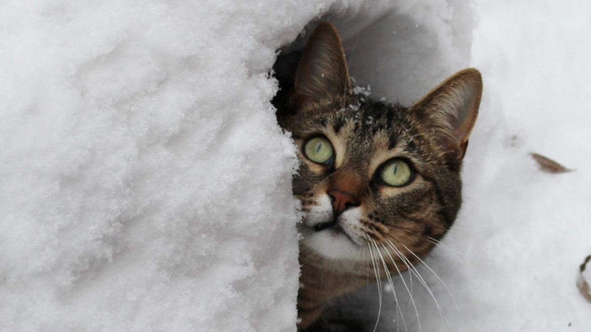 Главное фото: из открытых источников