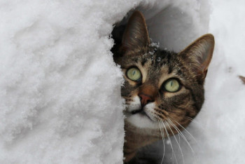 Фотография к новости: Туман с гололедом обещают синоптики в ряде регионов Казахстана 28 января