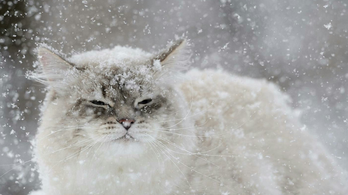 из открытых источников