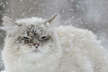 Фотография к новости: Морозная и снежная погода ожидается в Казахстане 26 января