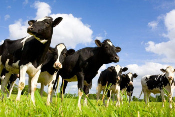 Фотография к новости: Казахстан будет экспортировать КРС в Саудовскую Аравию 