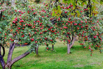 Фотография к новости: Султанов поддержал предложение по созданию яблоневого сада в Астане