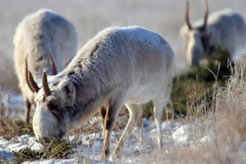 ОПМ "Сайгак": 40 браконьеров оштрафованы в Костанайской области за неделю