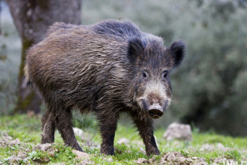 Фотография к новости: В РК ограничен ввоз животных, мяса и птицы из Монголии, Дании и Германии 