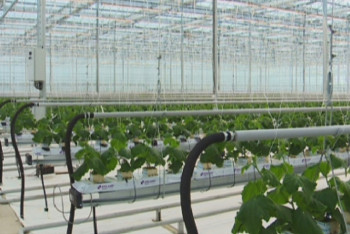 Фотография к новости: Теплицу с лампами, имитирующими солнечный свет, открыли в Астане 