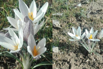 Фотография к новости: Из-за аномального тепла в Туркестанской области зацвели подснежники 