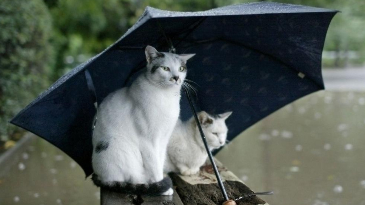 из открытых источников