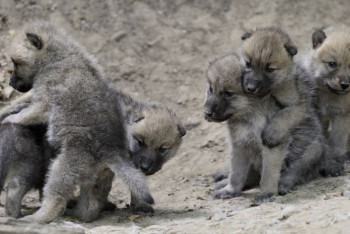 Фотография к новости: Карагандинец похитил пятерых волчат из логова и попал под суд