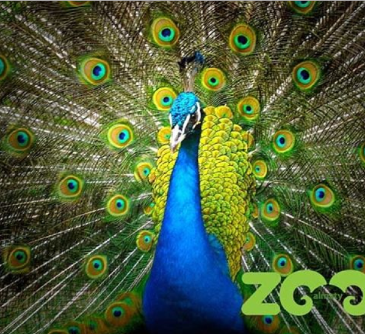 Инстаграм - Алматинского зоопарка