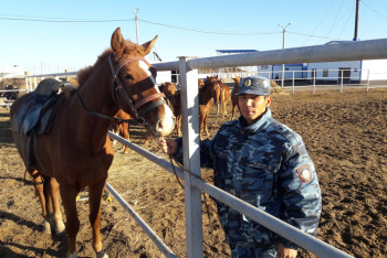Табун украденных лошадей вернул хозяин с помощью GPS