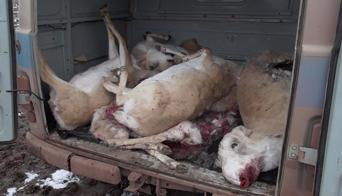 пресс-служба Комитета лесного хозяйства и животного мира МСХ РК