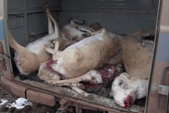 Фотография к новости: Браконьеры застрелили 28 сайгаков в Акмолинской области