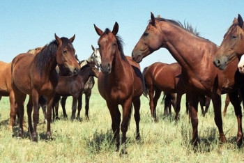 Фотография к новости: Конокрады пытались перегнать скот из Кыргызстана в Казахстан