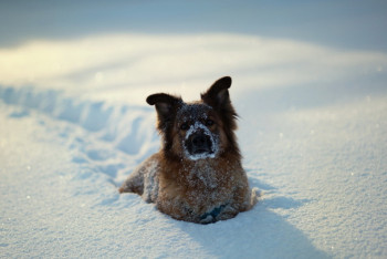 Фотография к новости: Казахстан ожидают температура выше нормы и осадки