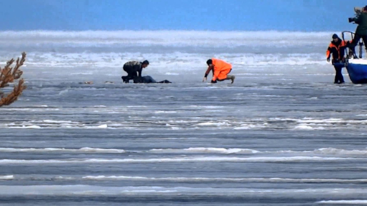 из открытых источников