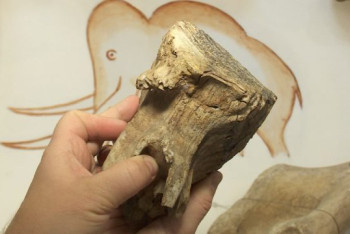 Фотография к новости: Останки мамонта обнаружили в Костанайской области