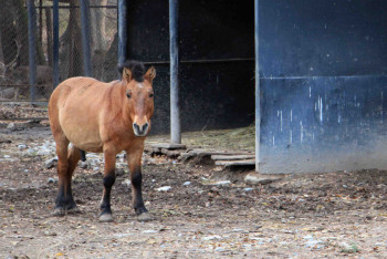Фотография к новости: Холода в алматинском зоопарке: обитатели на полгода в тесноте 