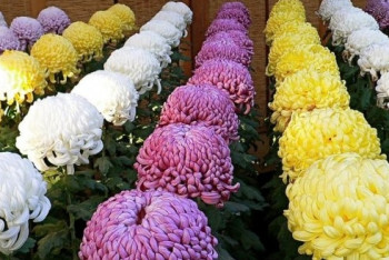 Фотография к новости: В честь Нурсултана Назарбаева японские флористы назвали сорт хризантем