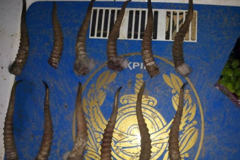 Фотография к новости: Туши сайги с отпиленными рогами изъяли у браконьеров в ЗКО