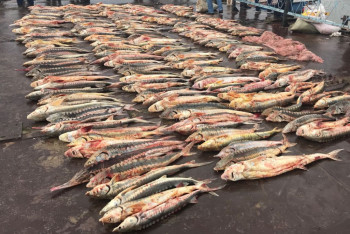 Фотография к новости: Более тонны рыбы осетровых пород изъяли у браконьеров в Атырауской области