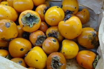 Фотография к новости: 20 тонн зараженной кыргызской хурмы пытались завезти в Казахстан