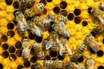 Фотография к новости: Миллионы пчел погибли при ДТП в Калифорнии