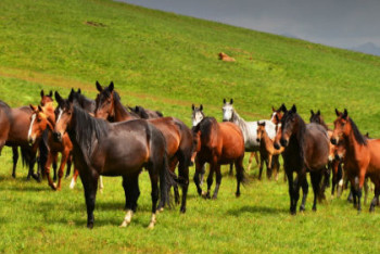 35 лошадей похитили в Алматинской области 