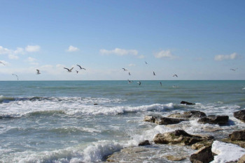 Фотография к новости: У браконьеров на Каспии изъяли 87 рыб осетровых пород и 4 тюленя