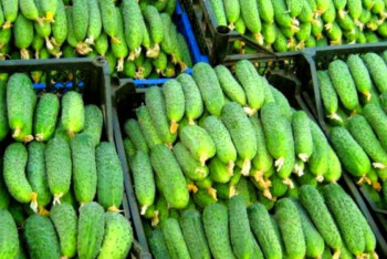 Фотография к новости: Огурцы больше всего из овощей подорожали в Казахстане 